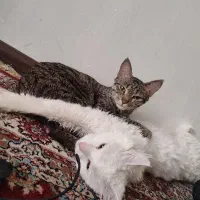 واگذاری گربه