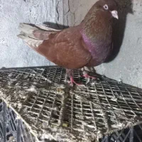 کبوتر