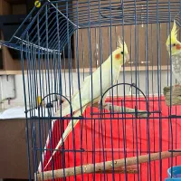 یک جفت عروس هلندی مولد