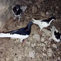 رنگی مخمل