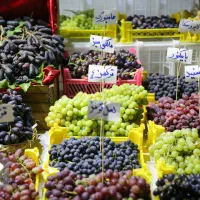 جشنواره انگور همراه با ایاب و ذهاب