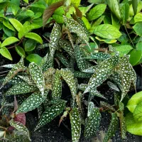 فروش گل و گیاه آپارتمانی