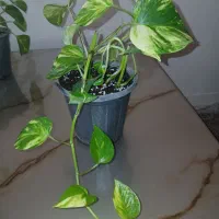 گل‌طبیعی‌پتوس