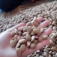 بادام تلخ کوهی
