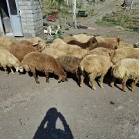 بره گوشتی