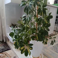 گل وگلدان
