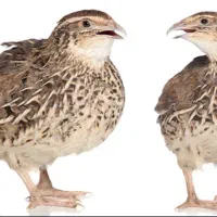 بلدرچین نر و ماده