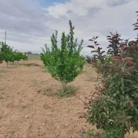 زمین-باغی