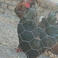 خوروس