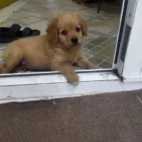 توله سگ بازیگوش
