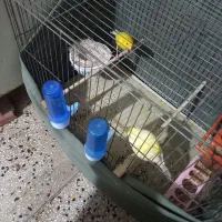 سهره و قناری  مست نرو ماده