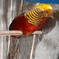 بلدرچین بلژیکی اصل