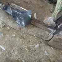 کفتر ماده