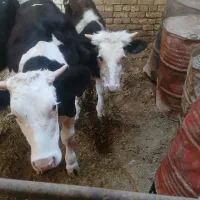 گاو