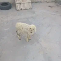 بره نر تازه شیر بر شده