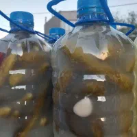غذای خودتونو با خیار شور خانگی ما میل کنید