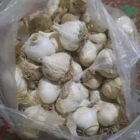 سیر کیلو ۲۵۰ تومان خوشک شده