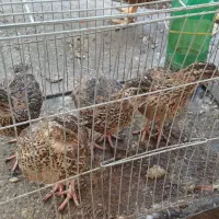 4 تا بلدرچین ماده، معاوضه هم دارم
