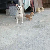 سگ .