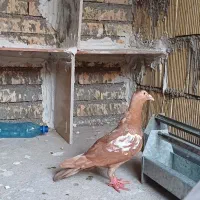 میلیمنز|پرنده|دزفول, |دیوار