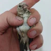 جوجه سهره درجه یک