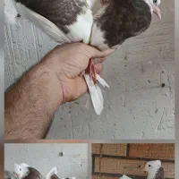کفتر طوقی کهنه وجوجه معاوضه