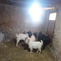 پنج راس بزغاله نر درجه یک