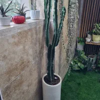 کاکتوس اینگنس با گلدان سفالی