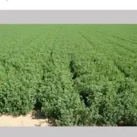 ۲هکتار یونجه علفی هر کی خاست مجانی بیاد بچینه