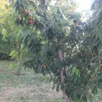 باغ گیلاس اجاره داده میشود