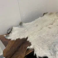 پوست بز