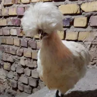 یک عدد جوجه مرغ کاکلی لهستانی