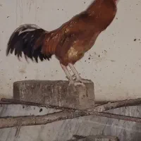 خروس