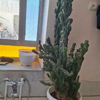 گل کاکتوس
