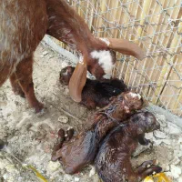 تعدادی بز درجه یک سه قلو زا