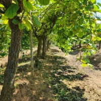 کارگر جوان مجرد‌ برای کارگری در باغ با جای خواب