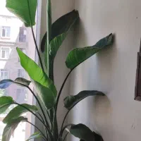 نخل نیکولای بوته مادری