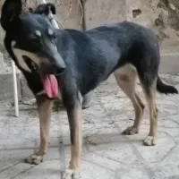 واگذاری سگ نژاد ژرمن دوبرمن