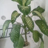 فروش گل دیفن طول 180