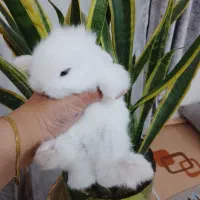 بچه خرگوش لوپ آموزش دیده