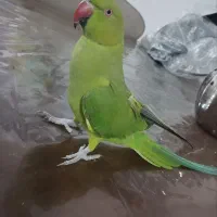 جوجه طوطی نر ملنگو رام سخنگو