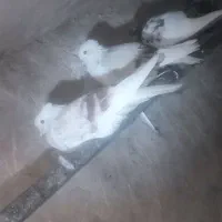یک جفت کفتر هوایی