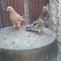 کفتر پرشی سرور با زرد