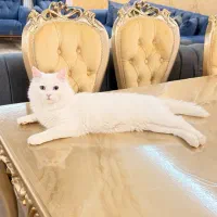 گربه