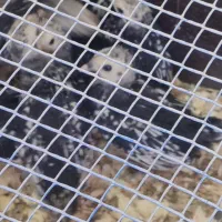 سیبرایت جوجه