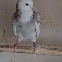 تعدادی کبوتر هما سرور و گلی