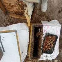 زنبور فروشی لاین تمام 10قاب