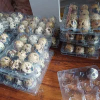 تخم بلدرچین و مرغ محلی  ارگانیک