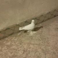 کفتر پاپر