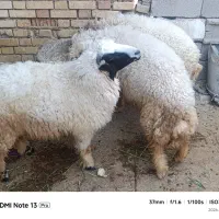 شوش